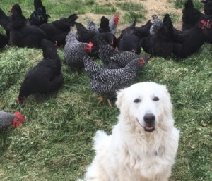 2018-02-14-Faith Dog surrounded by chickens