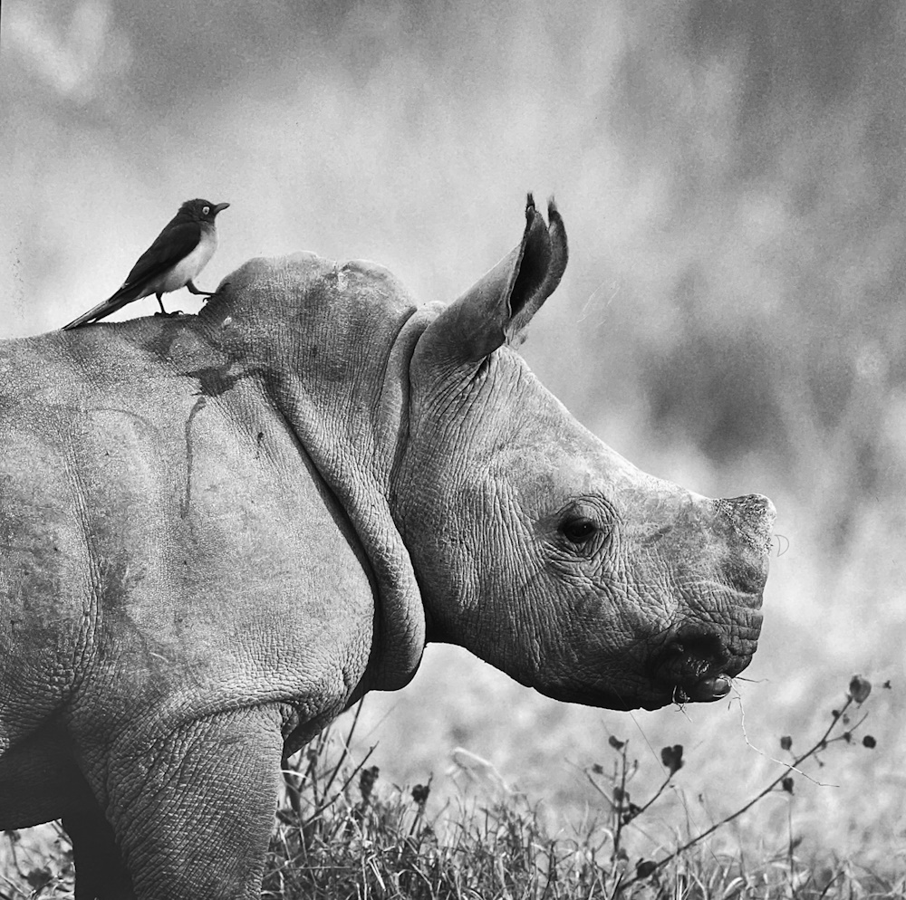 A rhinoceros standing with an oxpecker standing on it.