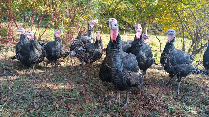 Leadership Team A gaggle of turkeys